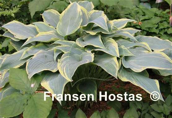 Hosta Country Warrior